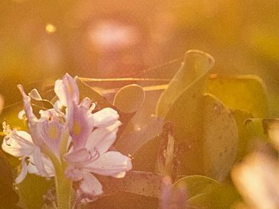 A flower glowing in the sun